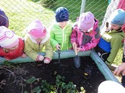 Sklízíme úrodu na školní zahrádce